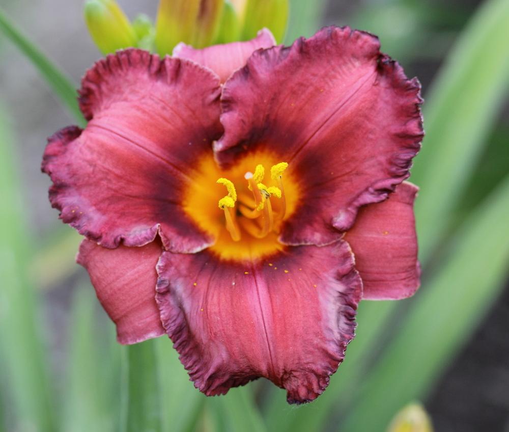 Hemerocallis 'Night Whispers'